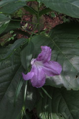 Ruellia breedlovei
