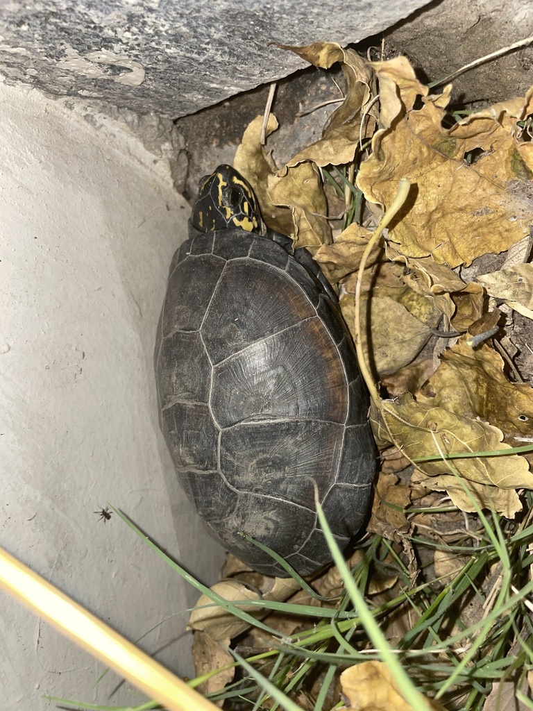 Pelusios bechuanicus