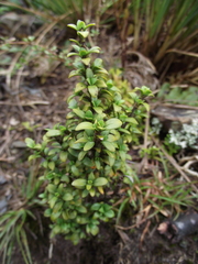 Coprosma pseudocuneata
