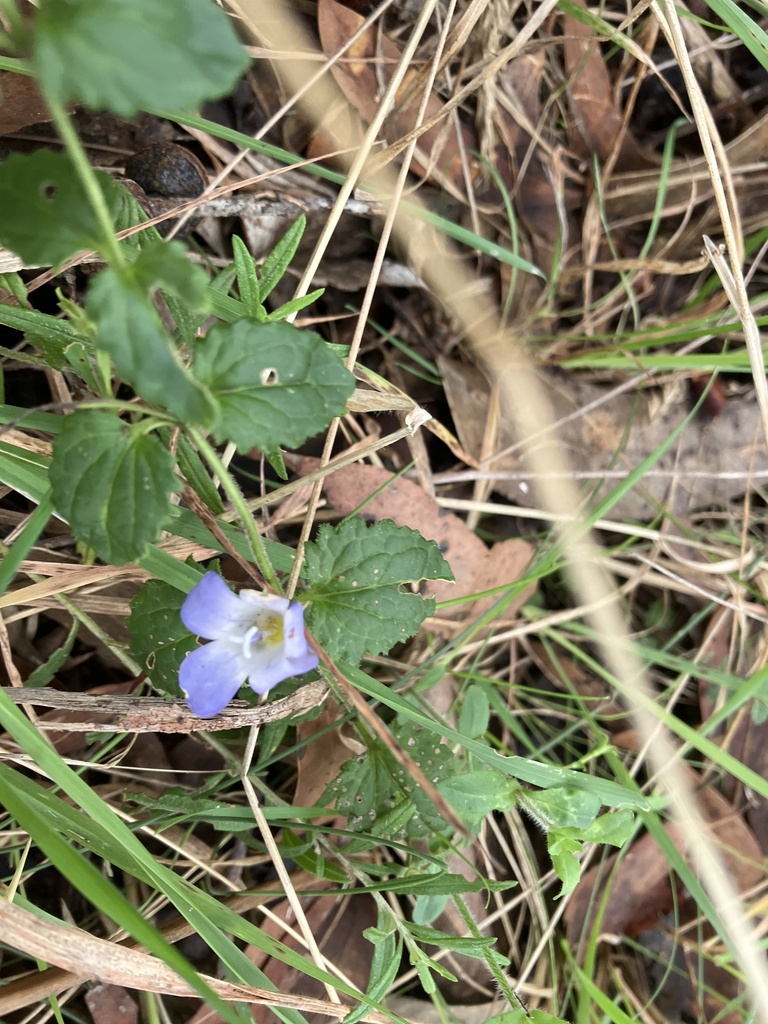 Vic Speedwell Australian Speedwell from Lorne-Queenscliff Coastal Reserve, Lorne, VIC ...