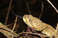 Crotalus basiliscus