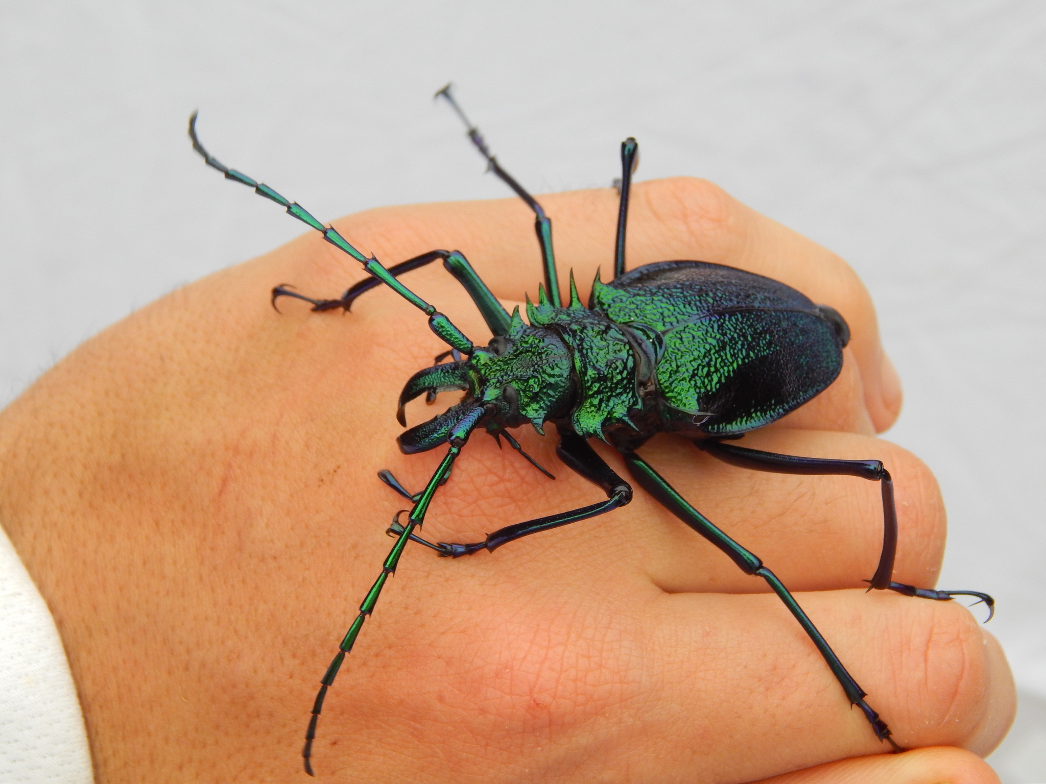 Psalidognathus friendii · iNaturalist