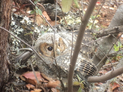 Psiloscops flammeolus