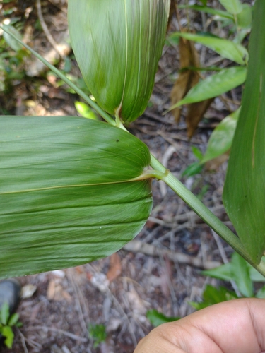 Image of Olyra latifolia by (c) Lucas Kaminski, some rights reserved (CC BY)