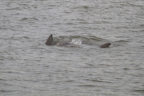 Common Bottlenose Dolphin photographed in Alabama