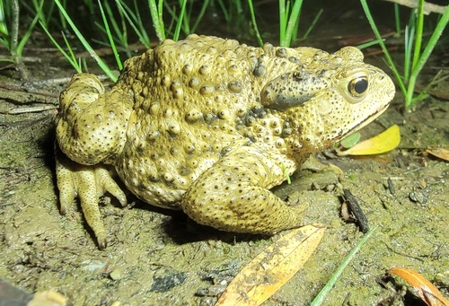 Asiatic Toad