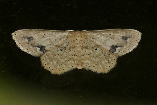 Scopula compensata (Walker, 1861)