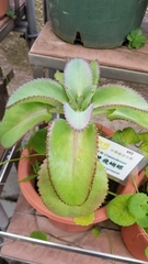 Kalanchoe synsepala