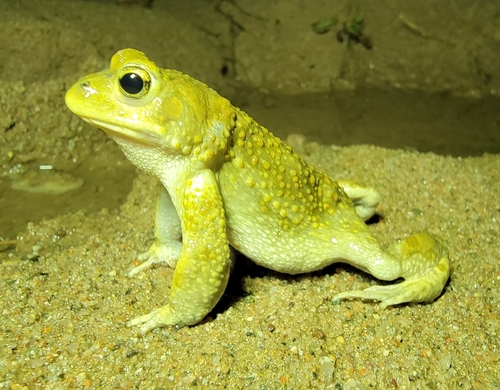 Mongolian Toad