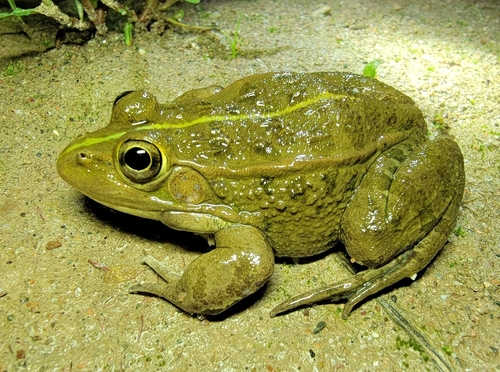Yellow River Frog
