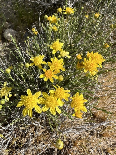 Image of Acamptopappus shockleyi by (c) Matt Berger, some rights reserved (CC BY)