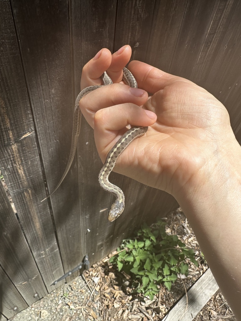 Wandering Garter Snake From Denver County, US-CO, US On May 09, 2023 At ...