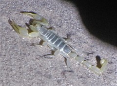 Paruroctonus xanthus