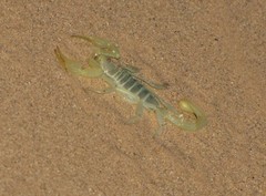 Paruroctonus xanthus