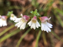 Euphrasia transmorrisonensis