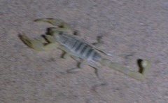 Paruroctonus xanthus