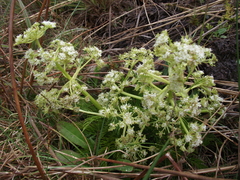 Aciphylla dissecta