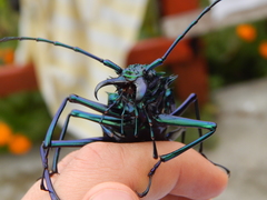 Psalidognathus friendii