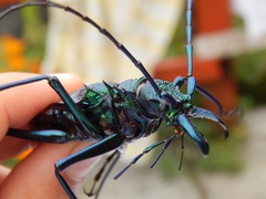 Psalidognathus friendii