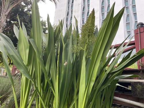 Foto de Aningaçu