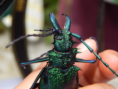 Psalidognathus friendii