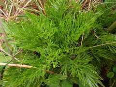 Aciphylla dissecta