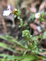 Euphrasia transmorrisonensis