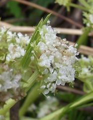 Aciphylla dissecta