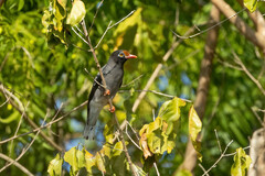 Chestnut-Fronted Helmetshrike photo 4