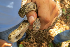 Trimorphodon biscutatus