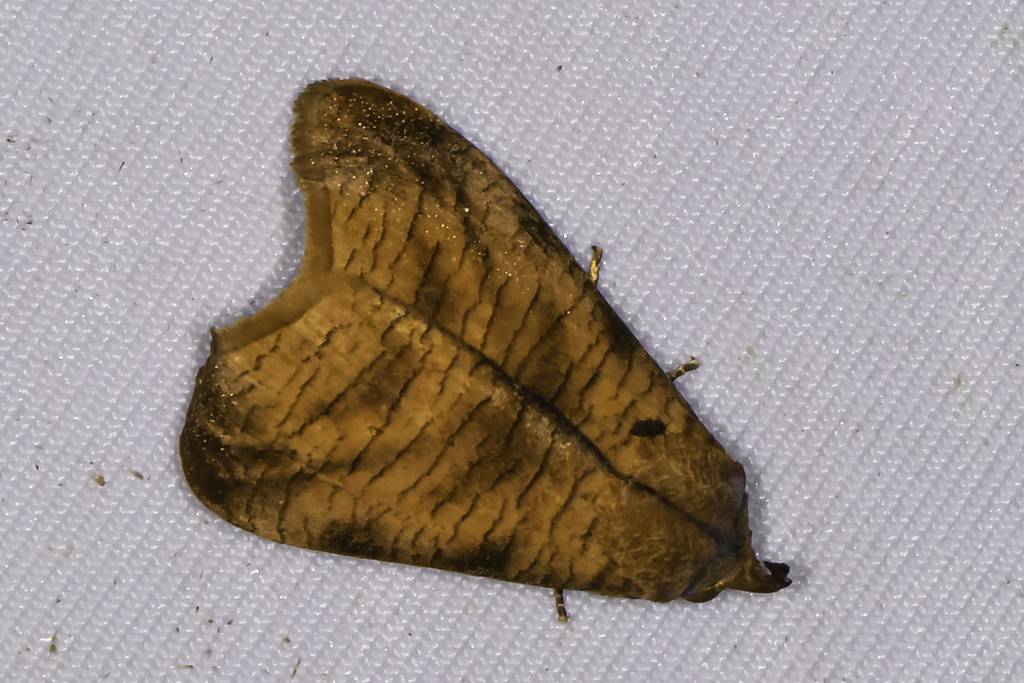 Hyposemansis volvapex