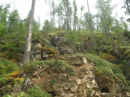 Dahurian larch (Larix gmelinii)