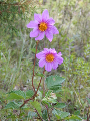 Dahlia apiculata