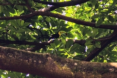 Ramphastos sulfuratus image