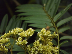 Apis mellifera