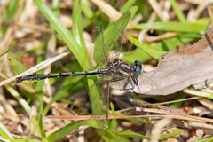 Phanogomphus oklahomensis