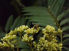 Apis mellifera