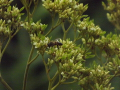 Apis mellifera