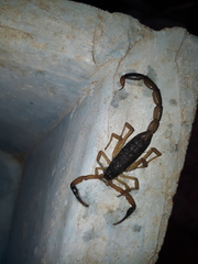 Centruroides chiapanensis
