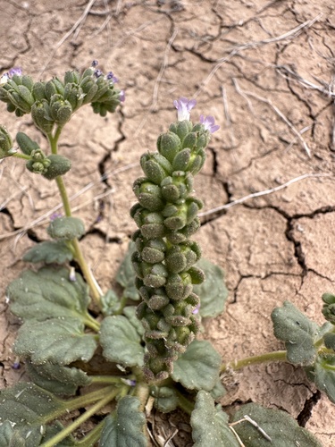 Image of Phacelia parishii by (c) Matt Berger, some rights reserved (CC BY)