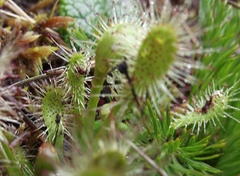 Drosera stenopetala