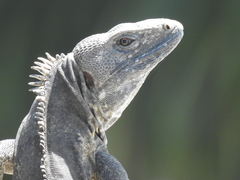 Guerreran Spiny-Tailed Iguana photo 2