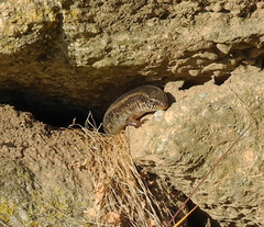 Chalcides ocellatus tiligugu