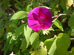 Ipomoea orizabensis