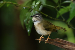 Myiothlypis rivularis