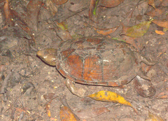 Kinosternon creaseri