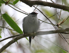 Ilicura militaris