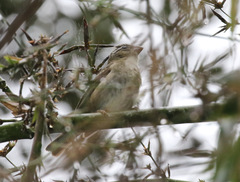 Sporophila frontalis