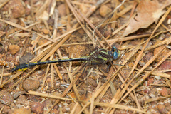 Phanogomphus oklahomensis