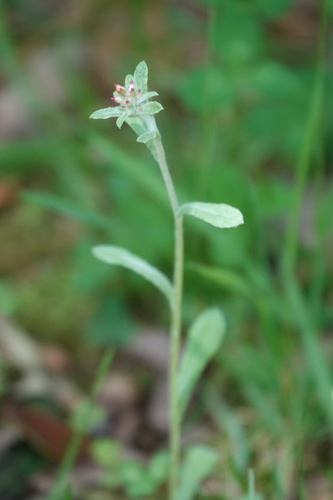 Image of Gamochaeta purpurea by (c) stephen, some rights reserved (CC BY)